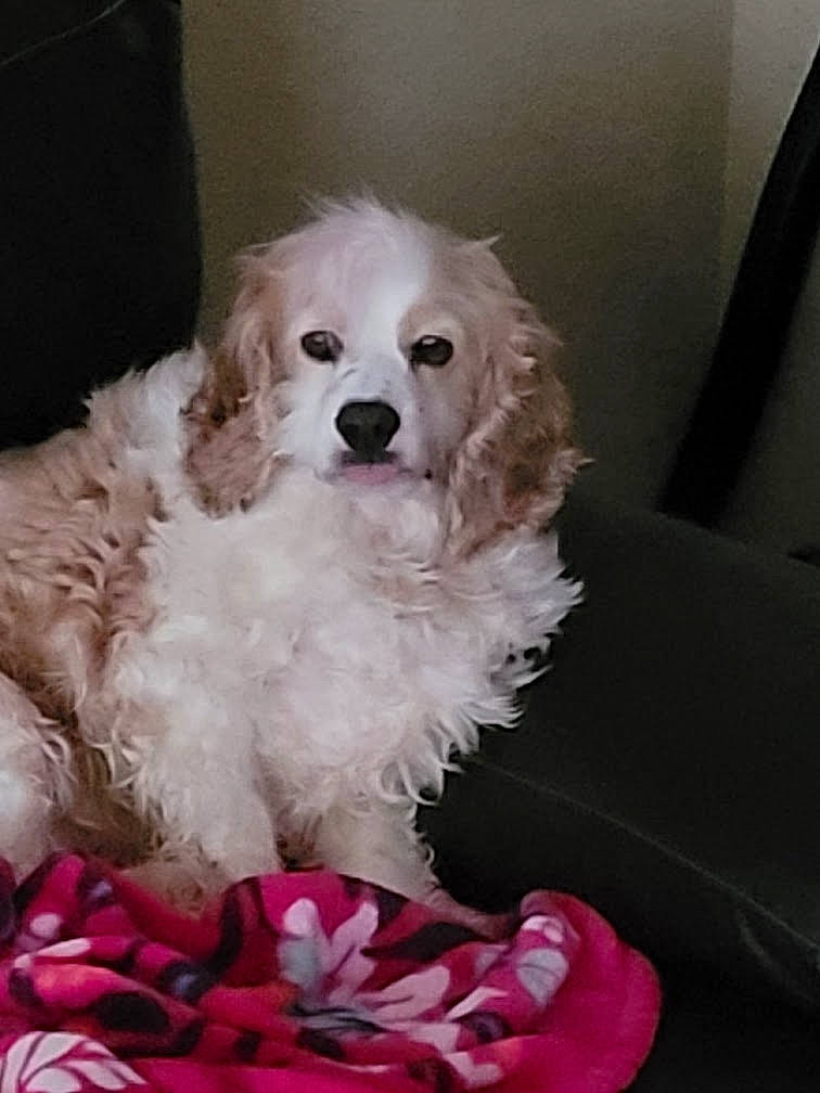 Bell Bell is registered to the contest to win money with this photo: canidae, carnivore, companion_dog, dog, dog_breed, dog_collar, dog_supply, fur, hair, magenta, maltepoo, non_sporting_group, petal, pink, puppy, puppy_love, snout, sporting_group, toy_dog, working_animal