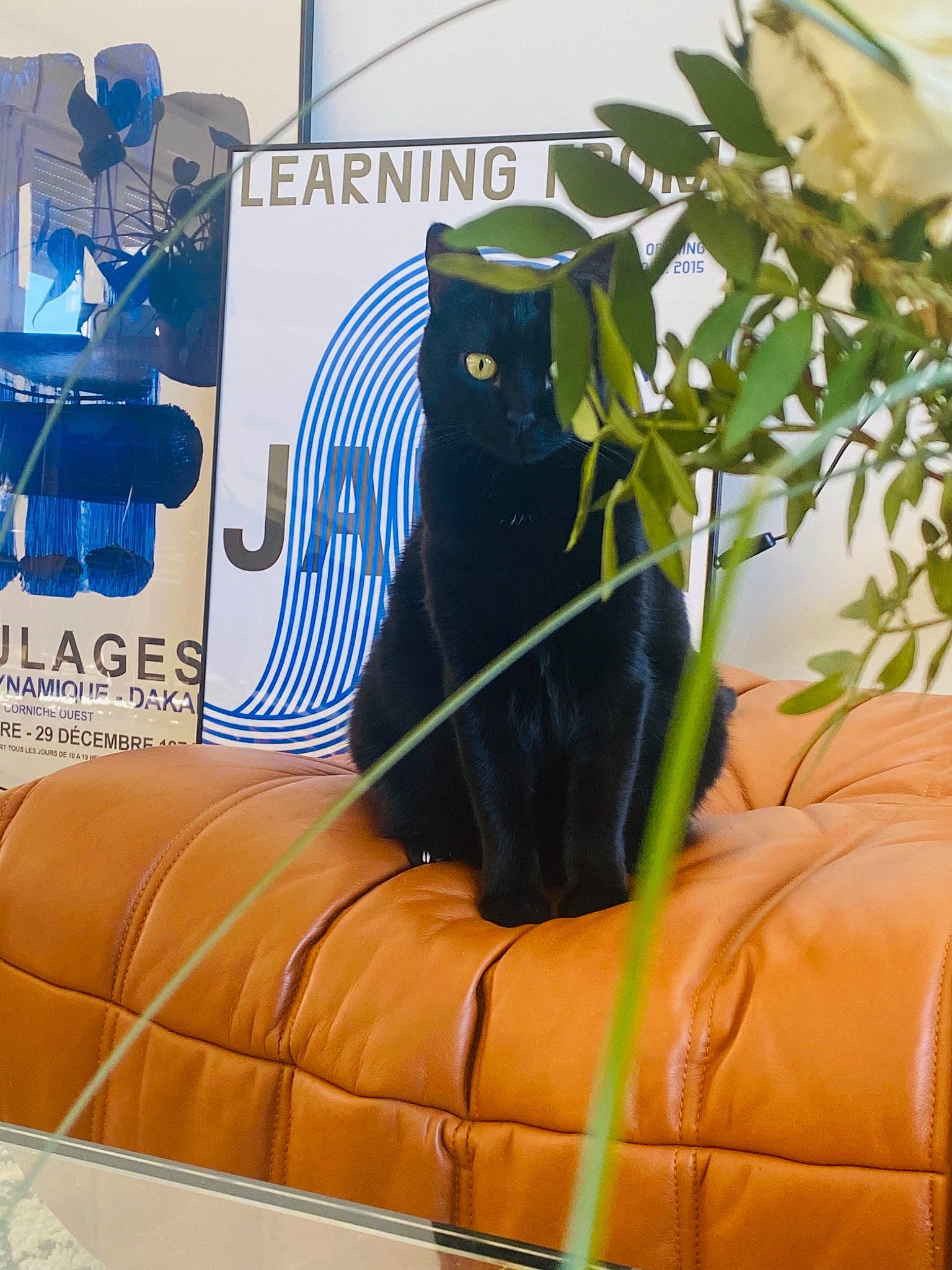 Jackie participe au concours pour gagner de l'argent avec cette photo : bag, beak, black_cat, blue, carnivore, cat, comfort, electric_blue, felidae, grass, leisure, linens, personal_protective_equipment, plant, recreation, room, sitting, small_to_medium_sized_cats, textile, whiskers