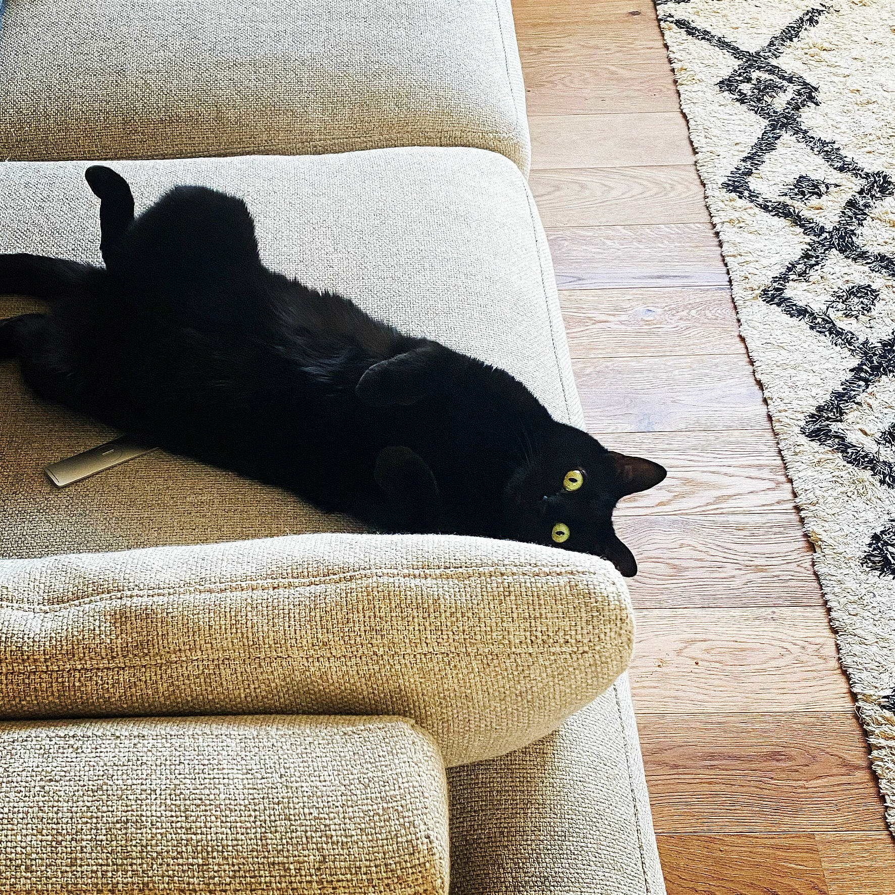 Jackie participe au concours pour gagner de l'argent avec cette photo : carnivore, cat, cloud, comfort, felidae, floor, flooring, grey, line, mammal, rectangle, small_to_medium_sized_cats, studio_couch, tail, textile, tints_and_shades, vertebrate, whiskers, white, wood