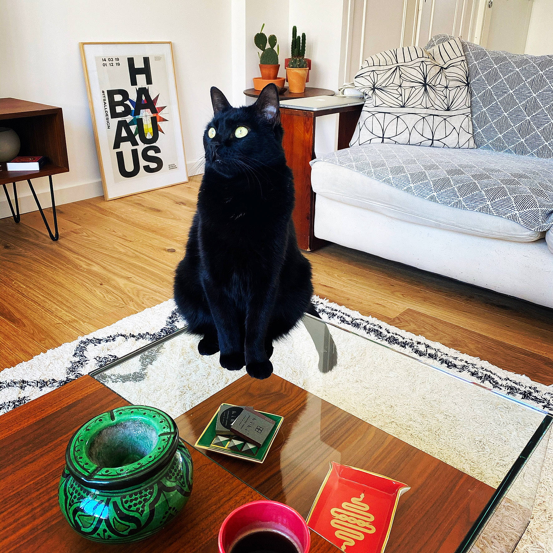 Jackie a rejoint le concours — aidez-le/la à gagner de superbes lots ! black, carnivore, cat, comfort, couch, cup, felidae, floor, flooring, furniture, grey, hardwood, interior_design, laminate_flooring, living_room, serveware, table, tableware, whiskers, wood