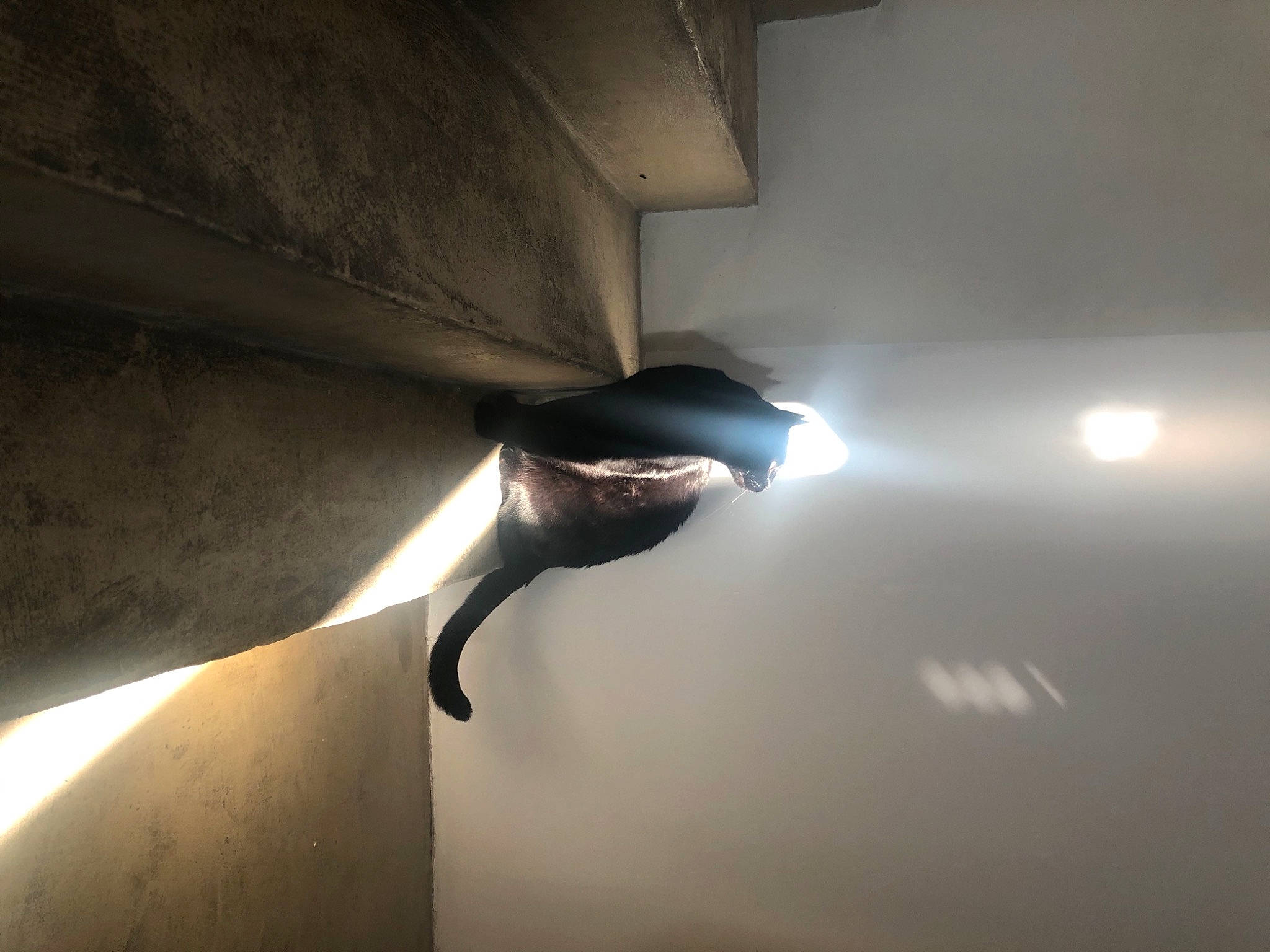 Jackie a rejoint le concours — aidez-le/la à gagner de superbes lots ! art, auto_part, automotive_design, automotive_exterior, automotive_lighting, bumper, ceiling, darkness, hood, human_leg, light, light_fixture, lighting, metal, shade, shadow, tints_and_shades, vehicle_door, wing, wood