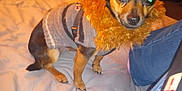 Lulu joined the competition — help win amazing prizes! bed, black_dog, brown_dog, casual, clothing, companion, cozy, cute, dog, domestic_animal, furniture, home, indoor, jeans, orange_collar, person, pet, resting, small_dog, sweater