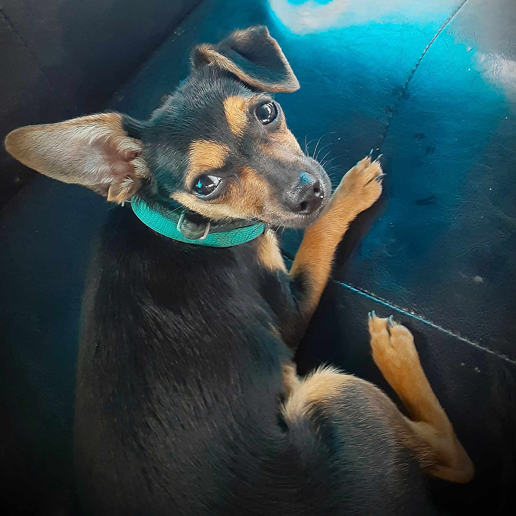 Lulu joined the competition — help win amazing prizes! alert, animal, black_and_tan, canine, collar, companionship, curious, cute, dog, domestic_animal, ears, fur, indoor, leather, looking_up, paw, pet, resting, small_dog, sofa