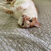 Naz joined the competition — help win amazing prizes! cat, orange_and_white, bed, bedding, upside_down, relaxed, curious, fur, whiskers, indoor, pet, animal, cute, playful, pillow, texture, pattern, resting, cozy, closeup