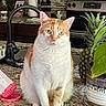 Naz joined the competition — help win amazing prizes! cat, orange_and_white_cat, kitchen, countertop, pineapple, plant, granite, sink, faucet, stove, tile_backplash, appliance, domestic_animal, pet, indoor, tabletop, curious, sitting, feline, whiskers
