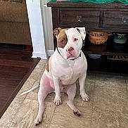 Yeti joined the competition — help win amazing prizes! animal, brown_and_white, christmas_decor, collar, cute, decorations, dog, floor, furniture, holiday, home, indoor, merry_and_bright, pet, sign, sitting, tile_floor, toy_truck, waiting, wooden_cabinet