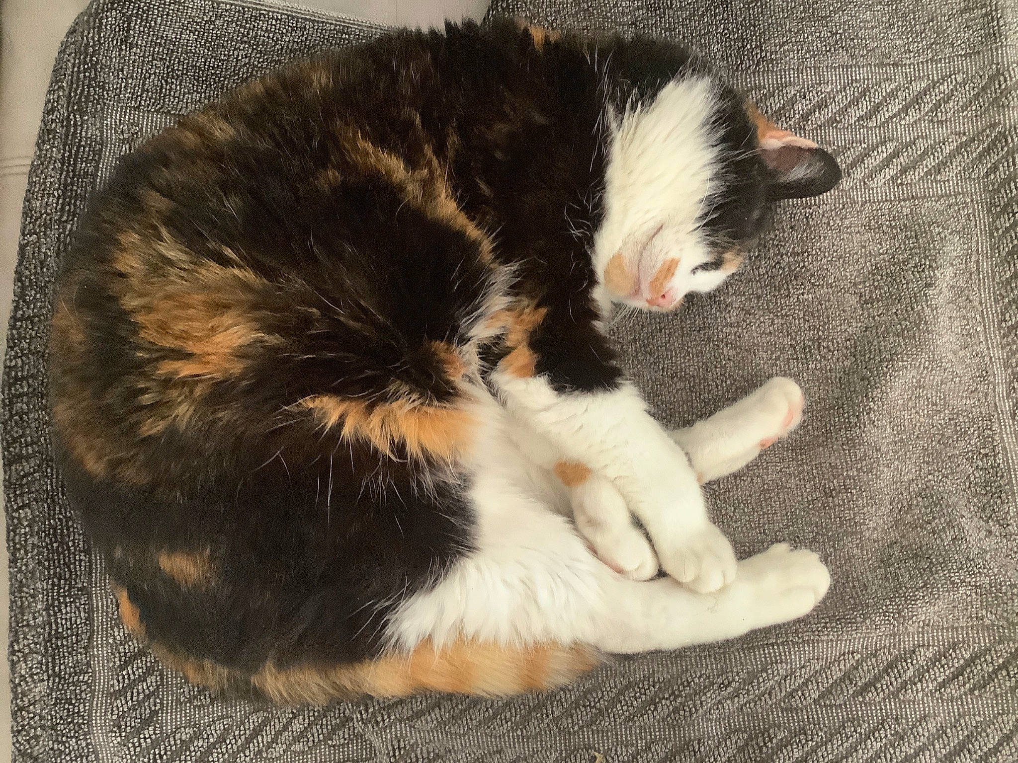 Léa participe au concours pour gagner de l'argent avec cette photo : carnivore, cat, claw, comfort, domestic_short_haired_cat, felidae, flooring, foot, fur, human_leg, paw, small_to_medium_sized_cats, snout, tail, terrestrial_animal, toe, whiskers