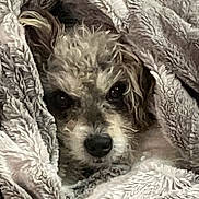 Sofie joined the competition — help win amazing prizes! animal, blanket, canine, comfort, cozy, cute, dog, face, fur, indoors, pet, portrait, relaxed, resting, sleepy, snuggle, soft, texture, warm, wrapped