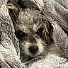 animal, blanket, canine, comfort, cozy, cute, dog, face, fur, indoors, pet, portrait, relaxed, resting, sleepy, snuggle, soft, texture, warm, wrapped