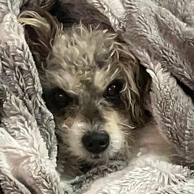 Sofie