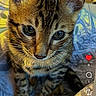 Uno a rejoint le concours — aidez-le/la à gagner de superbes lots ! animal, cat, closeup, cute, ears, eyes, fur, indoor, kitten, looking_down, pet, portrait, reel, screenshot, social_media, soft_surface, striped_fur, tabby, whiskers, young_cat