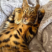 Uno participe au concours pour gagner de l'argent avec cette photo : animal, bengal_cat, blanket, cat, close_up, comfort, cozy, cute, feline, fur, indoor, nap, pattern, paw, pet, relaxation, resting, sleeping, soft, whiskers
