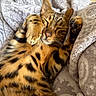 animal, bengal_cat, blanket, cat, close_up, comfort, cozy, cute, feline, fur, indoor, nap, pattern, paw, pet, relaxation, resting, sleeping, soft, whiskers