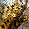 Uno participe au concours pour gagner de l'argent avec cette photo : animal, blanket, cat, closeup, comfort, cozy, cute, domestic, feline, fur, paw, pet, relaxation, rest, sleeping, soft, spotted, texture, warm, whiskers