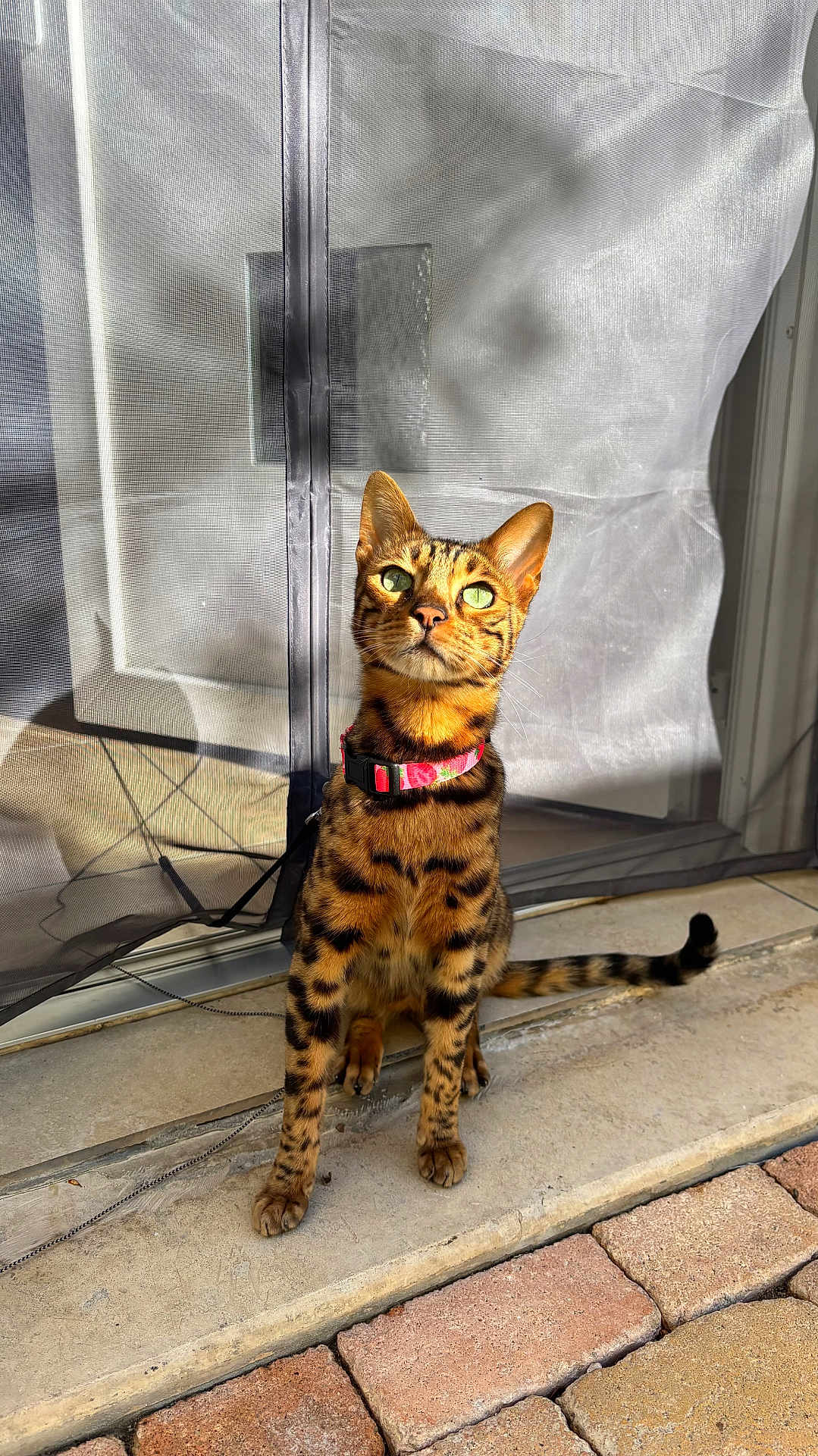 Uno participe au concours pour gagner de l'argent avec cette photo : bengal_cat, cat, collar, concrete, curious, door, fur_pattern, green_eyes, looking_up, outdoor, paving_stones, pet, porch, portrait, screen, shadow, sitting, striped_fur, sunlight, whiskers