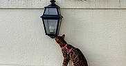Uno participe au concours pour gagner de l'argent avec cette photo : animal, black, brown, cat, curious, daylight, exploration, fence, greenery, harness, lantern, leash, ledges, nature, outdoor, pet, plant, spotted, texture, wall