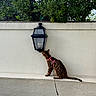 animal, black, brown, cat, curious, daylight, exploration, fence, greenery, harness, lantern, leash, ledges, nature, outdoor, pet, plant, spotted, texture, wall