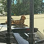 Uno participe au concours pour gagner de l'argent avec cette photo : backyard, bars, car_roof, cat, feline, fence, mesh, outdoor, parking, pet, reflection, relaxing, resting, roof, stripes, sunlight, tabby_cat, tree, vehicle, window_screen