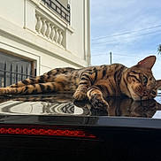 Uno a rejoint le concours — aidez-le/la à gagner de superbes lots ! balcony, bengal_cat, blue_sky, building, car_roof, cat, ear, feline, green_eyes, lying_down, outdoor, paw, pet, portrait, reflection, relaxed, shiny_surface, striped_fur, urban, window