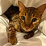 animal, bed, bengal_cat, blanket, cat, closeup, cozy, curious, cute, ears, feline, fur, indoor, paw, pet, resting, sleepy, soft, whiskers, white_bedding