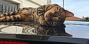 Uno a rejoint le concours — aidez-le/la à gagner de superbes lots ! balcony, bengal_cat, building, car_roof, cat, close_up, domestic_animal, feline, green_eyes, laying_down, outdoor, pet, portrait, railing, reflection, relaxed, sky, stripes, taillight, window