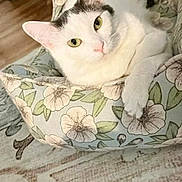 Bombón is registered to the contest to win money with this photo: cat, white_cat, black_markings, pet, feline, green_eyes, whiskers, pink_nose, lying_down, relaxed, floral_cushion, pillow, indoors, home, bed, fabric, wood_floor, portrait, close_up, animal_photography