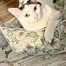 cat, white_cat, black_markings, pet, feline, green_eyes, whiskers, pink_nose, lying_down, relaxed, floral_cushion, pillow, indoors, home, bed, fabric, wood_floor, portrait, close_up, animal_photography