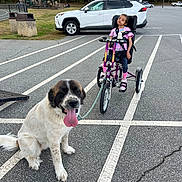 Mallie joined the competition — help win amazing prizes! asphalt, car, child, daytime, dog, handicap, leash, nature, outdoor, parking_lot, pavement, person, playground, recreation, tongue_out, tree, tricycle, wheelchair, wheelchair_tricycle, white_car