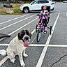 asphalt, car, child, daytime, dog, handicap, leash, nature, outdoor, parking_lot, pavement, person, playground, recreation, tongue_out, tree, tricycle, wheelchair, wheelchair_tricycle, white_car