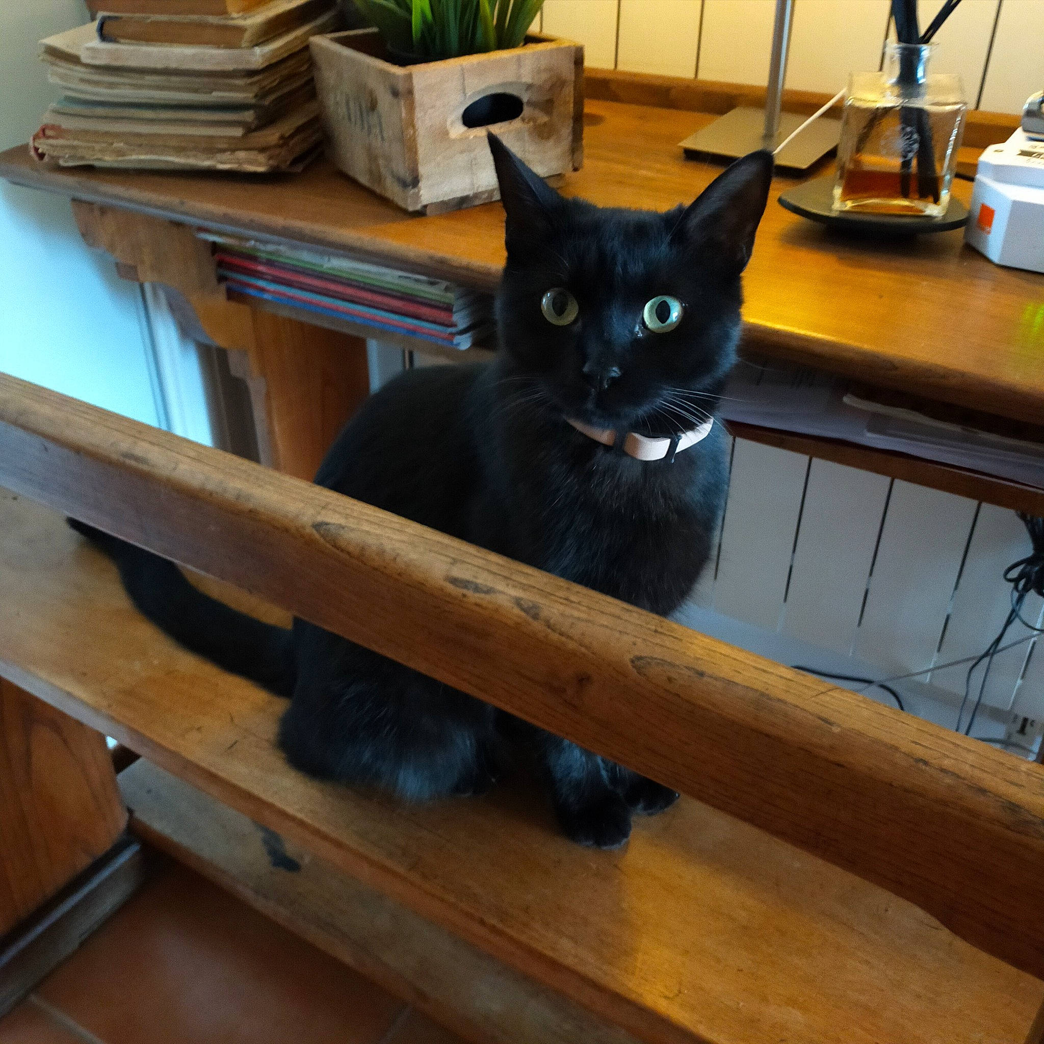 Mamba a rejoint le concours — aidez-le/la à gagner de superbes lots ! black_cat, bombay, carnivore, cat, felidae, hardwood, russian_blue, small_to_medium_sized_cats, whiskers, wood