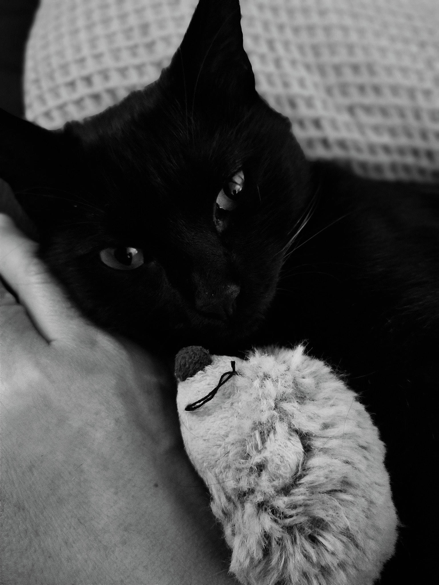 Mamba participe au concours pour gagner de l'argent avec cette photo : asian, black, black_and_white, black_cat, carnivore, cat, claw, domestic_short_haired_cat, ear, felidae, fur, kitten, monochrome, monochrome_photography, photography, polydactyl_cat, small_to_medium_sized_cats, snout, whiskers, white