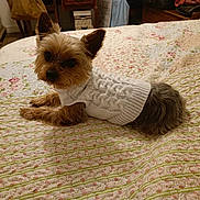 Utson a rejoint le concours — aidez-le/la à gagner de superbes lots ! dog, small_dog, yorkshire_terrier, knitted_sweater, white_sweater, bed, bedspread, floral_pattern, indoor, cozy, pet, animal, looking, ears_up, curious, furniture, vintage_style, carpet, comfortable, resting