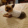 dog, small_dog, yorkshire_terrier, knitted_sweater, white_sweater, bed, bedspread, floral_pattern, indoor, cozy, pet, animal, looking, ears_up, curious, furniture, vintage_style, carpet, comfortable, resting