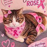 Patate a rejoint le concours — aidez-le/la à gagner de superbes lots ! cat, tabby_cat, pet, animal, pink, ribbon, breast_cancer_awareness, bow, bandana, heart, october_rose, indoors, bed, blanket, cozy, portrait, sitting, lying_down, fur, pink_theme