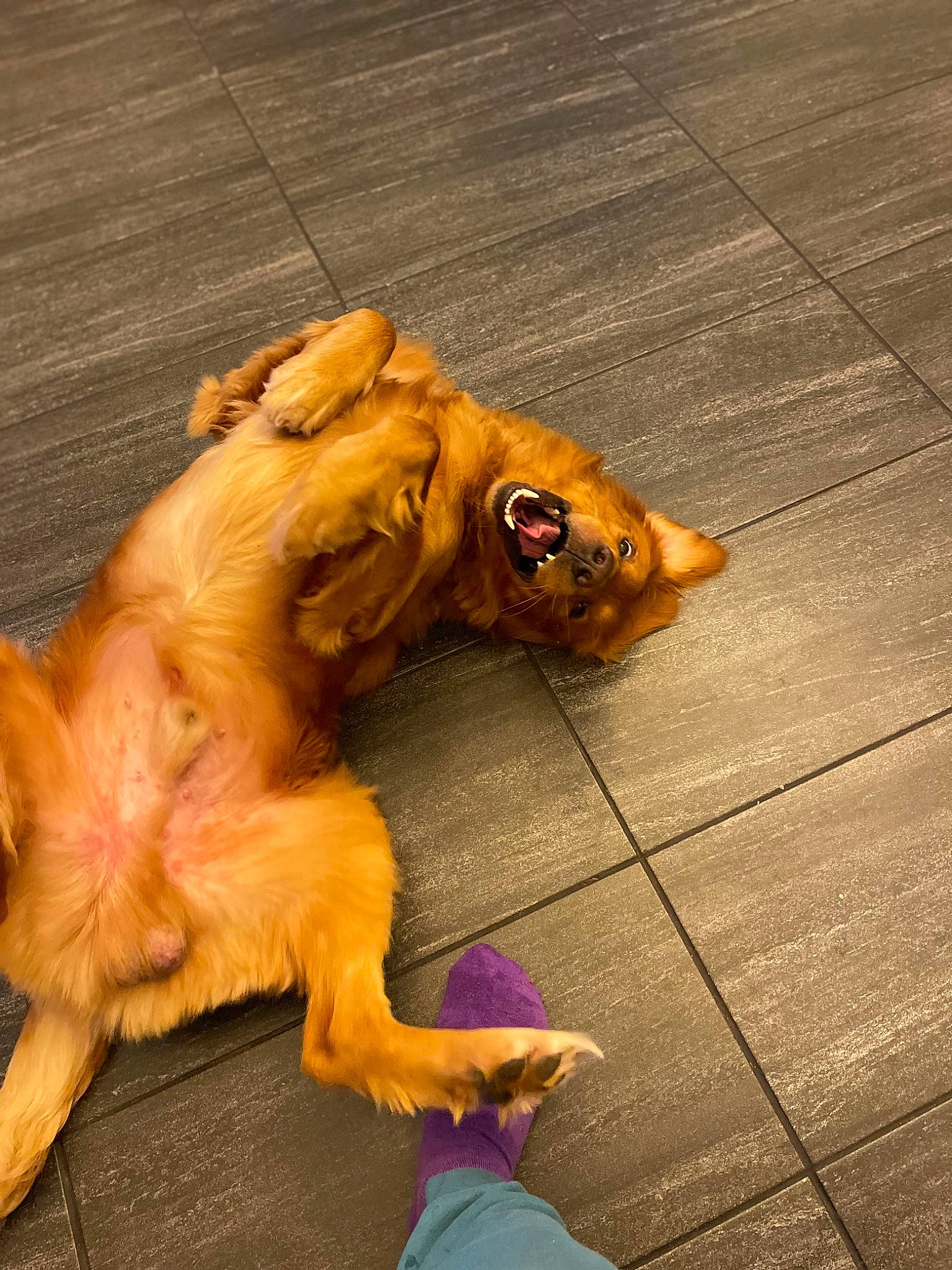 Teddy joined the competition — help win amazing prizes! carnivore, companion_dog, dog, dog_breed, fawn, felidae, flooring, fur, liver, paw, road_surface, snout, spitz, tail, terrestrial_animal, toy, toy_dog, whiskers, wood, working_animal