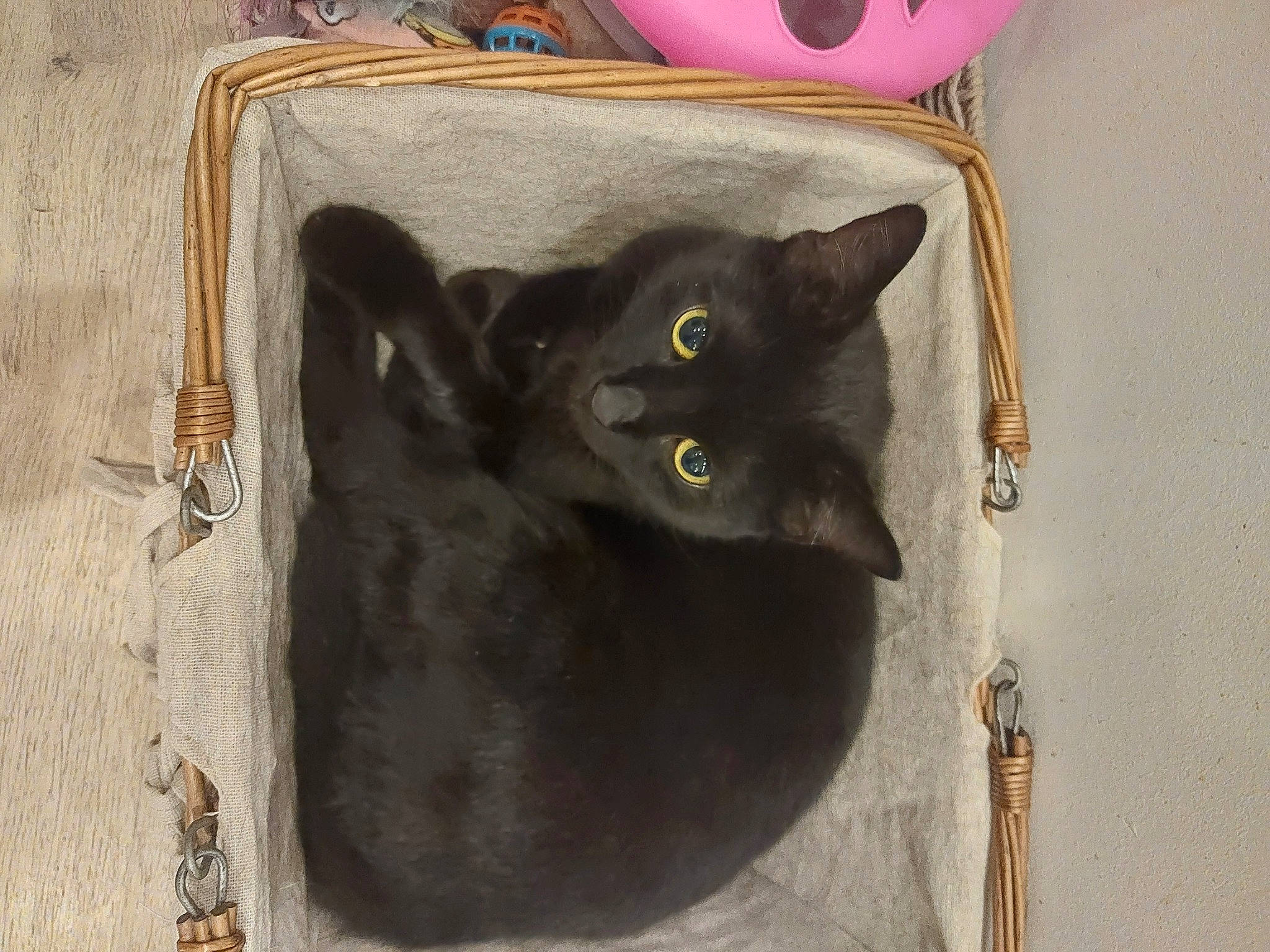 Luna joined the competition — help win amazing prizes! black_cat, bombay, carnivore, cat, domestic_short_haired_cat, door, felidae, fur, grey, small_to_medium_sized_cats, snout, tail, whiskers, window, wood