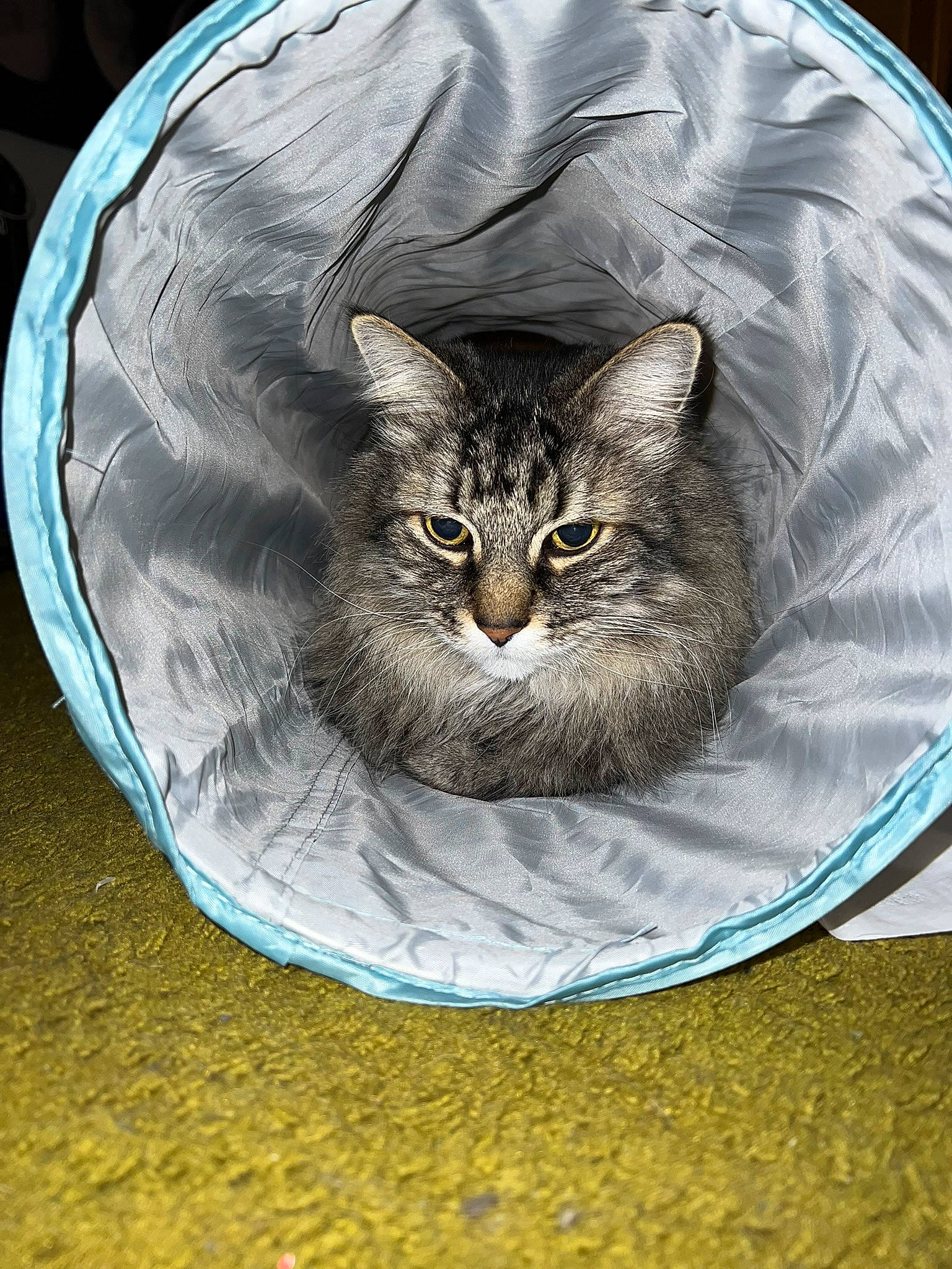 Max is registered to the contest to win money with this photo: art, automotive_tire, bag, basket, carnivore, cat, cat_bed, cat_supply, circle, domestic_short_haired_cat, fashion_accessory, felidae, fur, grass, grey, illustration, pattern, small_to_medium_sized_cats, snout, whiskers