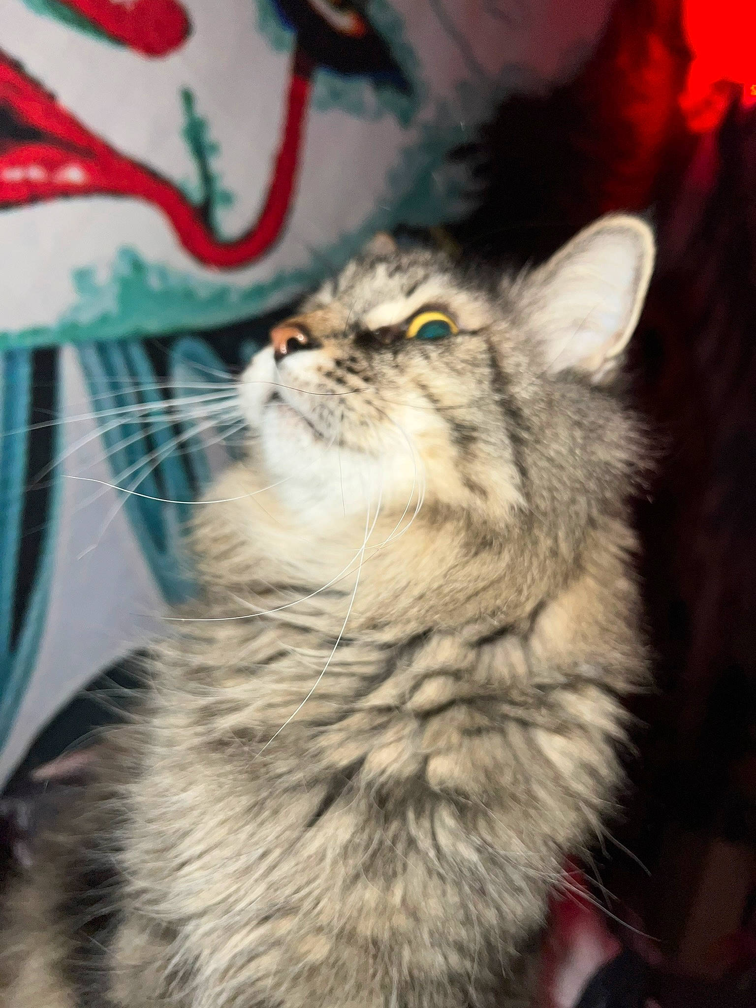 Max joined the competition — help win amazing prizes! carnivore, cat, claw, darkness, domestic_short_haired_cat, felidae, fur, paw, photo_caption, small_to_medium_sized_cats, snout, tail, terrestrial_animal, whiskers, window