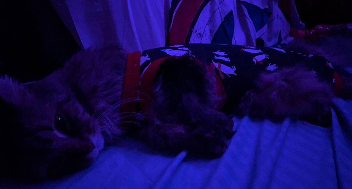 Max is registered to the contest to win money with this photo: big_cats, canidae, cat, comfort, companion_dog, curtain, darkness, dog_breed, electric_blue, event, felidae, fur, magenta, purple, small_to_medium_sized_cats, sporting_group, tail, teddy_bear, violet, whiskers