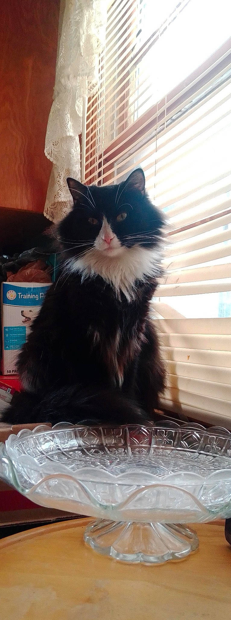 Diva is registered to the contest to win money with this photo: black_cat, box, carnivore, cat, claw, domestic_short_haired_cat, felidae, formal_wear, fur, plant, sitting, small_to_medium_sized_cats, snout, tail, terrestrial_animal, tints_and_shades, whiskers, window, wood