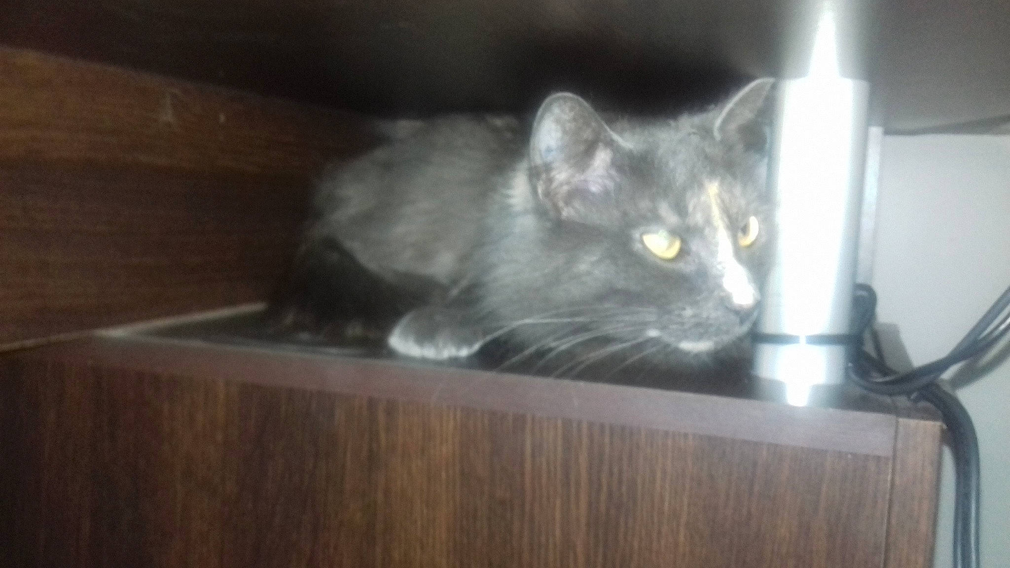 Poupette a rejoint le concours — aidez-le/la à gagner de superbes lots ! asian, burmese, carnivore, cat, chartreux, domestic_long_haired_cat, domestic_short_haired_cat, felidae, kitten, korat, mammal, nebelung, russian_blue, small_to_medium_sized_cats, vertebrate, whiskers, wood