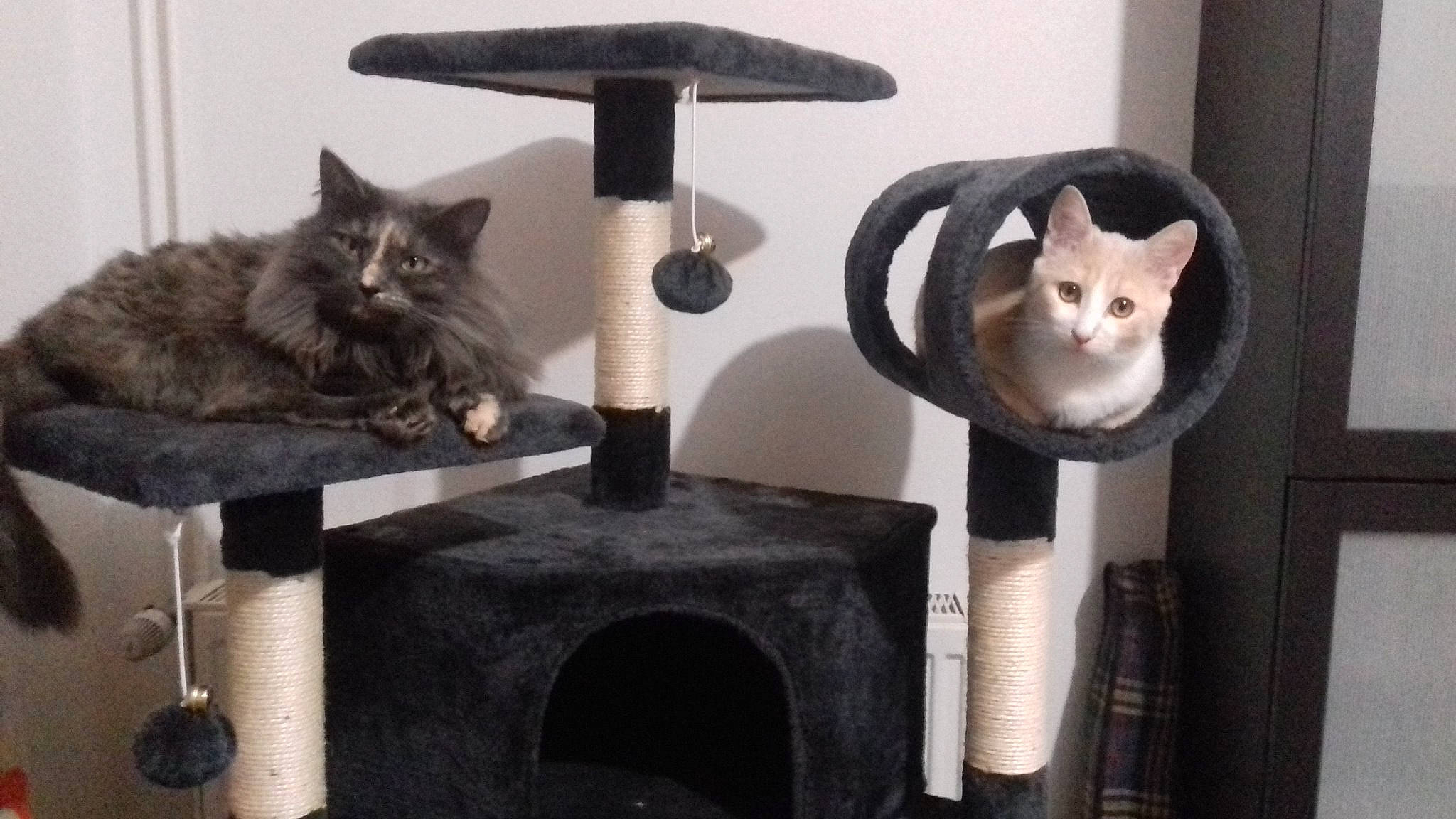 Poupette participe au concours pour gagner de l'argent avec cette photo : black_cat, carnivore, cat, cat_bed, cat_furniture, cat_supply, domestic_short_haired_cat, european_shorthair, fawn, felidae, kitten, pet_supply, russian_blue, small_to_medium_sized_cats, whiskers