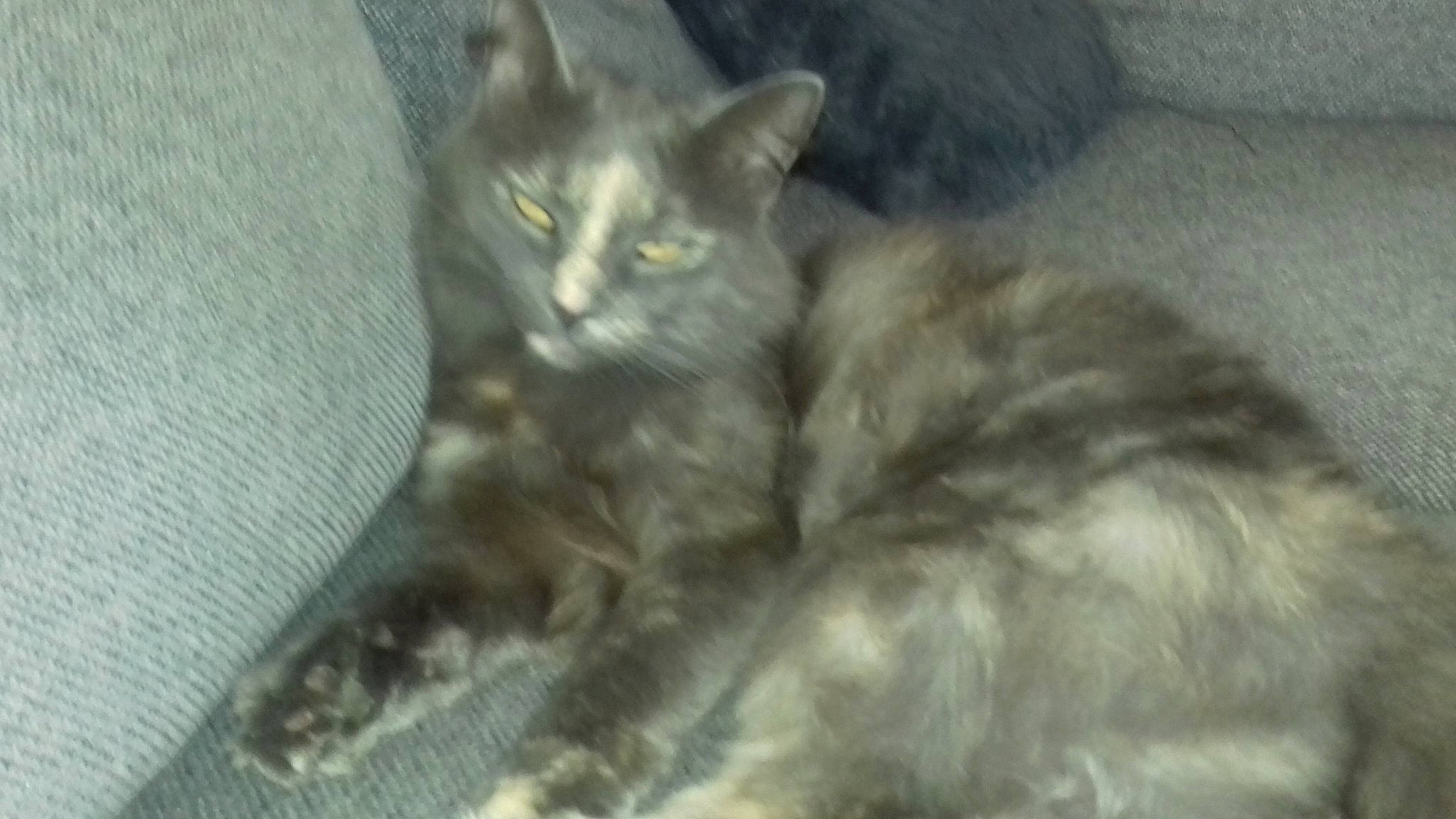 Poupette a rejoint le concours — aidez-le/la à gagner de superbes lots ! asian, asian_semi_longhair, british_semi_longhair, carnivore, cat, domestic_long_haired_cat, domestic_short_haired_cat, european_shorthair, felidae, fur, kitten, maine_coon, mammal, norwegian_forest_cat, polydactyl_cat, siberian, small_to_medium_sized_cats, tabby_cat, vertebrate, whiskers