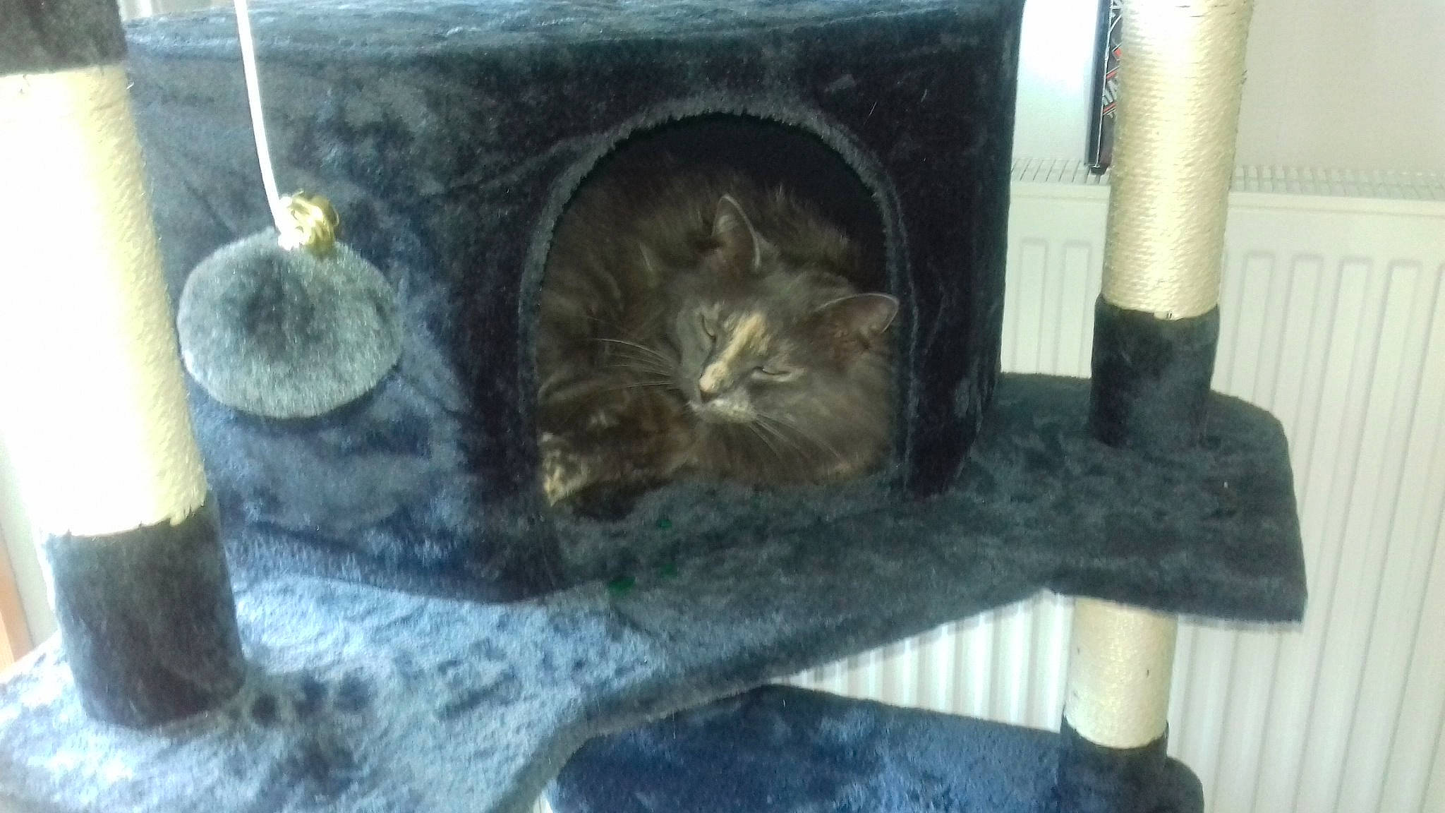 Poupette a rejoint le concours — aidez-le/la à gagner de superbes lots ! carnivore, cat, domestic_short_haired_cat, european_shorthair, felidae, small_to_medium_sized_cats, snout, whiskers