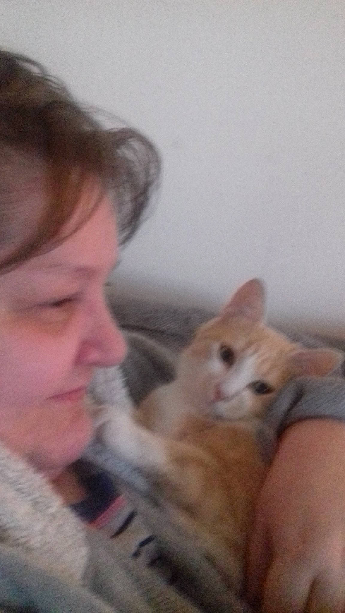 Guimauve participe au concours pour gagner de l'argent avec cette photo : asian, carnivore, cat, domestic_short_haired_cat, ear, european_shorthair, eye, fawn, felidae, fur, kitten, mammal, mouth, nose, skin, small_to_medium_sized_cats, whiskers