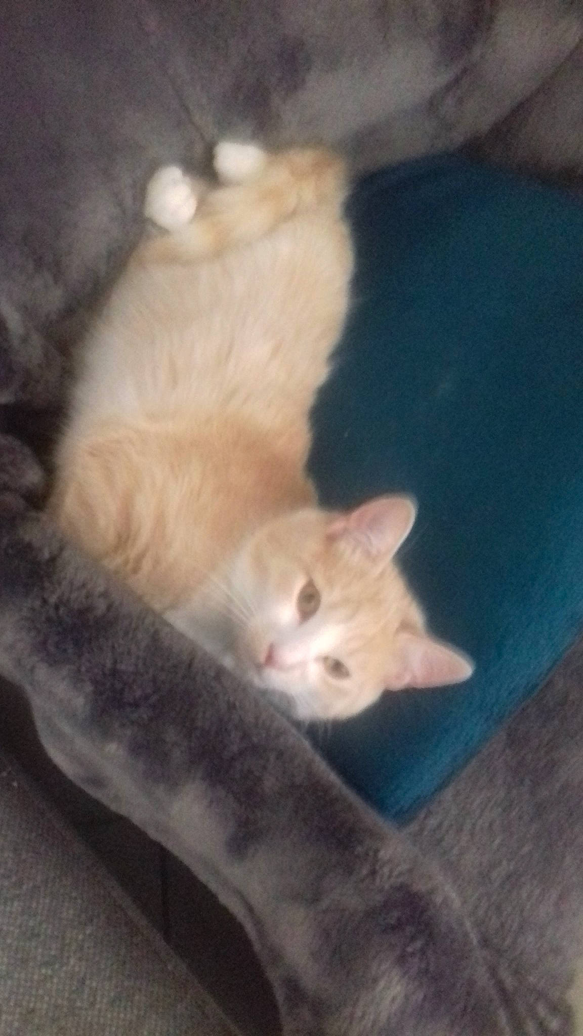 Guimauve participe au concours pour gagner de l'argent avec cette photo : american_curl, burmilla, carnivore, cat, domestic_short_haired_cat, european_shorthair, fawn, felidae, khao_manee, kitten, mammal, ojos_azules, persian, polydactyl_cat, ragdoll, small_to_medium_sized_cats, tail, turkish_angora, turkish_van, whiskers