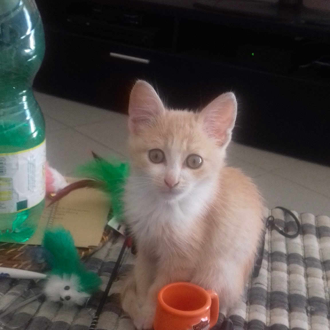 Guimauve participe au concours pour gagner de l'argent avec cette photo : american_curl, asian, burmilla, carnivore, cat, domestic_short_haired_cat, european_shorthair, felidae, kitten, small_to_medium_sized_cats, tail, turkish_angora, turkish_van, whiskers