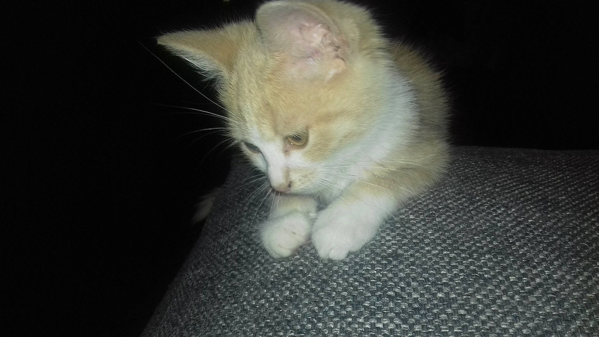 Guimauve participe au concours pour gagner de l'argent avec cette photo : aegean_cat, burmilla, carnivore, cat, claw, domestic_long_haired_cat, domestic_short_haired_cat, european_shorthair, eye, felidae, fur, kitten, mammal, paw, polydactyl_cat, small_to_medium_sized_cats, tail, turkish_angora, turkish_van, whiskers