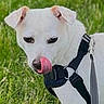dog, white_dog, pet, animal, canine, portrait, outdoor, grass, field, harness, leash, standing, licking, tongue, nose, ears, short_hair, white_fur, close_up, black_borders