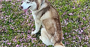 Ulysse a rejoint le concours — aidez-le/la à gagner de superbes lots ! dog, husky, sitting, grass, flowers, pink_petals, outdoor, nature, animal, canine, fur, tail, pet, park, daylight, leafy, serene, peaceful, tongue_out, blue_eyes